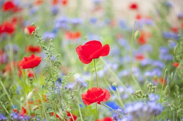 Naklejka premium Pretty women holding vase with summer bouquet of wild flowers. Colorful wildflowers background.