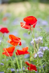 Pretty women holding vase with summer bouquet of wild flowers.  Colorful wildflowers background.