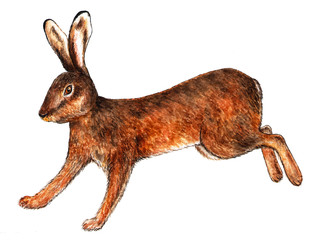 European hare. Watercolor illustration. Hare runs. Forest dweller. Illustration for printing on t-shirts, fabrics, magazines about animals.