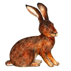 European hare. Watercolor illustration. Hare sits. Forest dweller. Isolated pattern on white background. Illustration for printing on t-shirts, fabrics, magazines about animals.