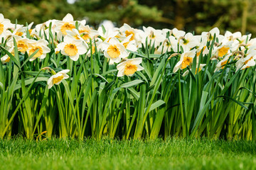 many narcissus flowers blooming in garden