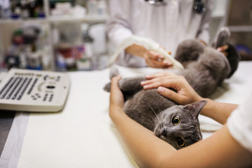 Grey cat having ultrasound scan in veterinary clinic, closeup