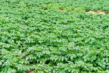 Fototapeta na wymiar Potatoes plantations grow in the field. Vegetable rows. Farming, agriculture.