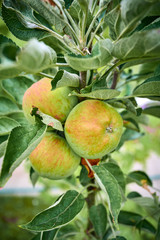 Ripe apples on a branch. Close-up view