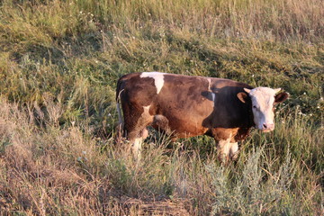 bull grazing in the meadow in the summer