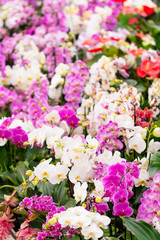 beautiful Phalaenopsis orchid flowers. beautiful flowers