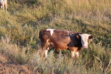 bull grazing in the meadow in the summer