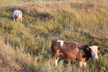 bull grazing in the meadow in the summer