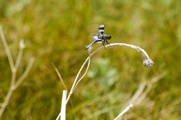 dragonfly on a blade of grass