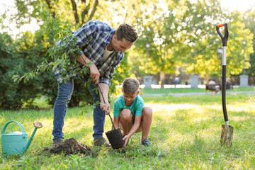 Dad and son planting tree in park on sunny day