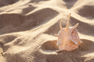 Fototapeta na wymiar Sandy beach with beautiful seashell on sunny summer day. Space for text