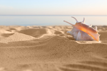 Fototapeta na wymiar Sandy beach with beautiful shell near sea on sunny summer day. Space for text