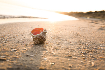 Sunlit sandy beach with beautiful seashell on summer day. Space for text