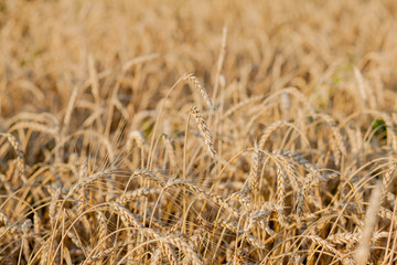 Fields of wheat at the end of summer fully ripe