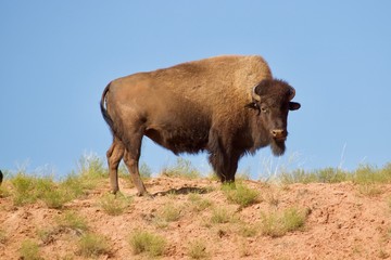 buffalo in field