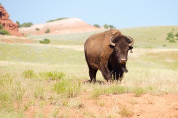Obraz premium buffalo in field