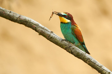 European bee eater (Merops apiaster)