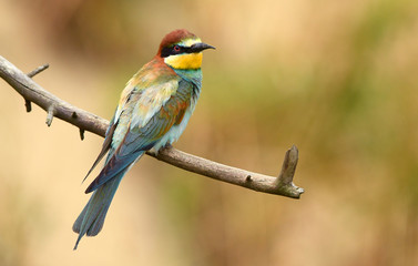 European bee eater (Merops apiaster)
