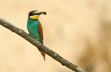 European bee eater (Merops apiaster)