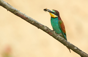 European bee eater (Merops apiaster)