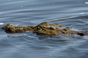 Crocodile in Chobe National Park