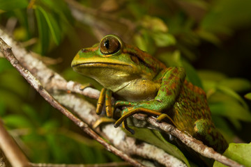 Chilean Tree frog