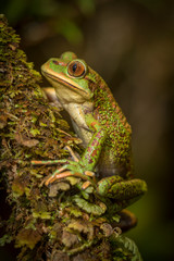 Chilean Tree frog