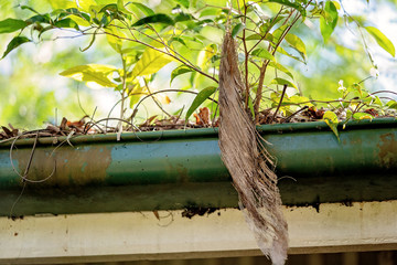 House Guttering Blocked With Leaves And Branches
