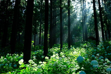 Obraz premium 森に咲く紫陽花