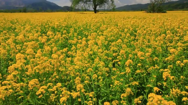 Panning shot of rapeseed field Chikuma River and mountains