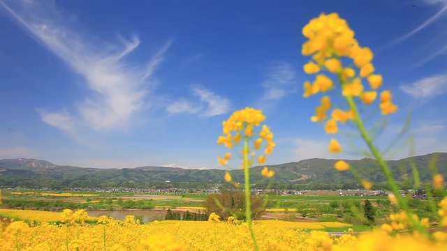 Rack focus of rapeseed field Chikuma River and mountains