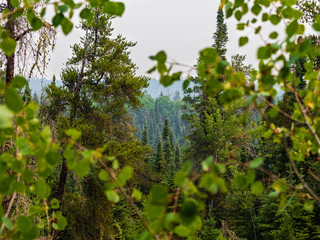 Trees in the Distance
