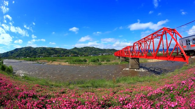 Blooming moss phlox and Bessho Line train bridge over Chikuma River