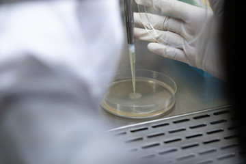 Microbiologist dropping test on media culture plate in laboratory.
