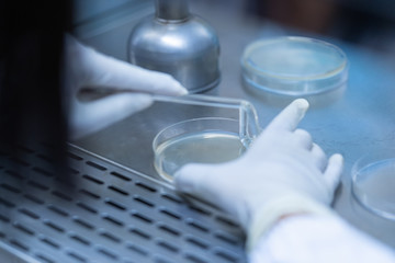 Microbiologist spreading on media culture plate in laboratory.