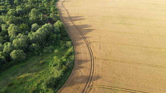Aerial video flying over yellow grain wheat field, ready for harvest. Agricultural landscape. UHD 4k video