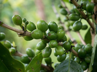 Green leaf with coffee beans in a farm