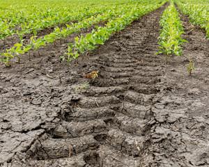 Tractor tire tread tracks, marks between rows of a soybean farm field