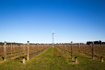 Obraz premium Rows of pruned grapevines in a vineyard in New Zealand