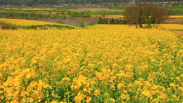 Panning shot of rapeseed field Chikuma River and mountains