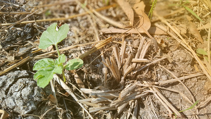Young watermelon or citrullus plant