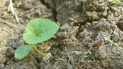 Young watermelon or citrullus plant