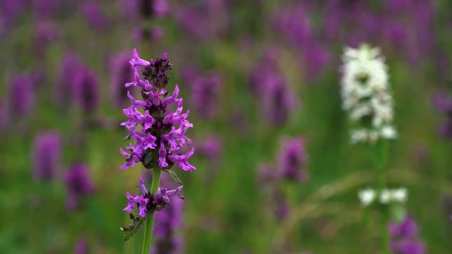  Wood Betony violet and white rack focus (Betonica officinalis) - (4K)