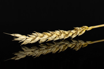 One whole ripe golden bread wheat ear isolated on black glass