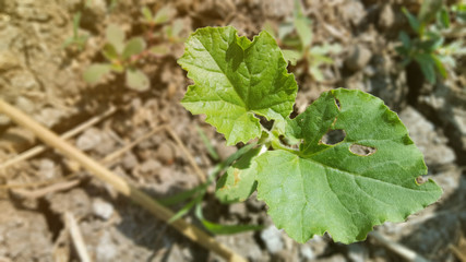 Young watermelon or citrullus plant