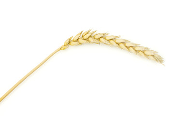 Group of two whole lot of pieces of golden bread wheat ear grains flatlay isolated on white background