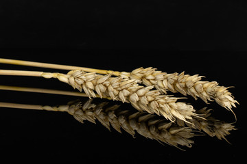 Group of two whole golden bread wheat ear isolated on black glass