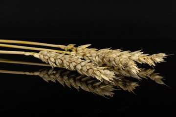Group of three whole golden bread wheat ear in row isolated on black glass