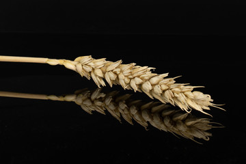 One whole golden bread wheat ear isolated on black glass