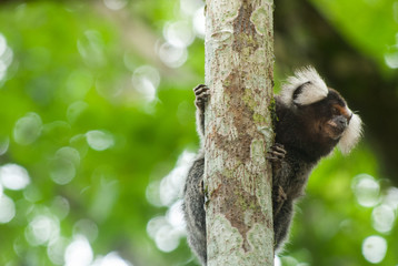 Sagui da orelha branca - Callithrix jacchus 